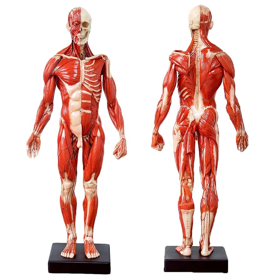 Amazon.co.jp: 人間の解剖学的解剖学頭蓋骨の頭の体のモデル芸術